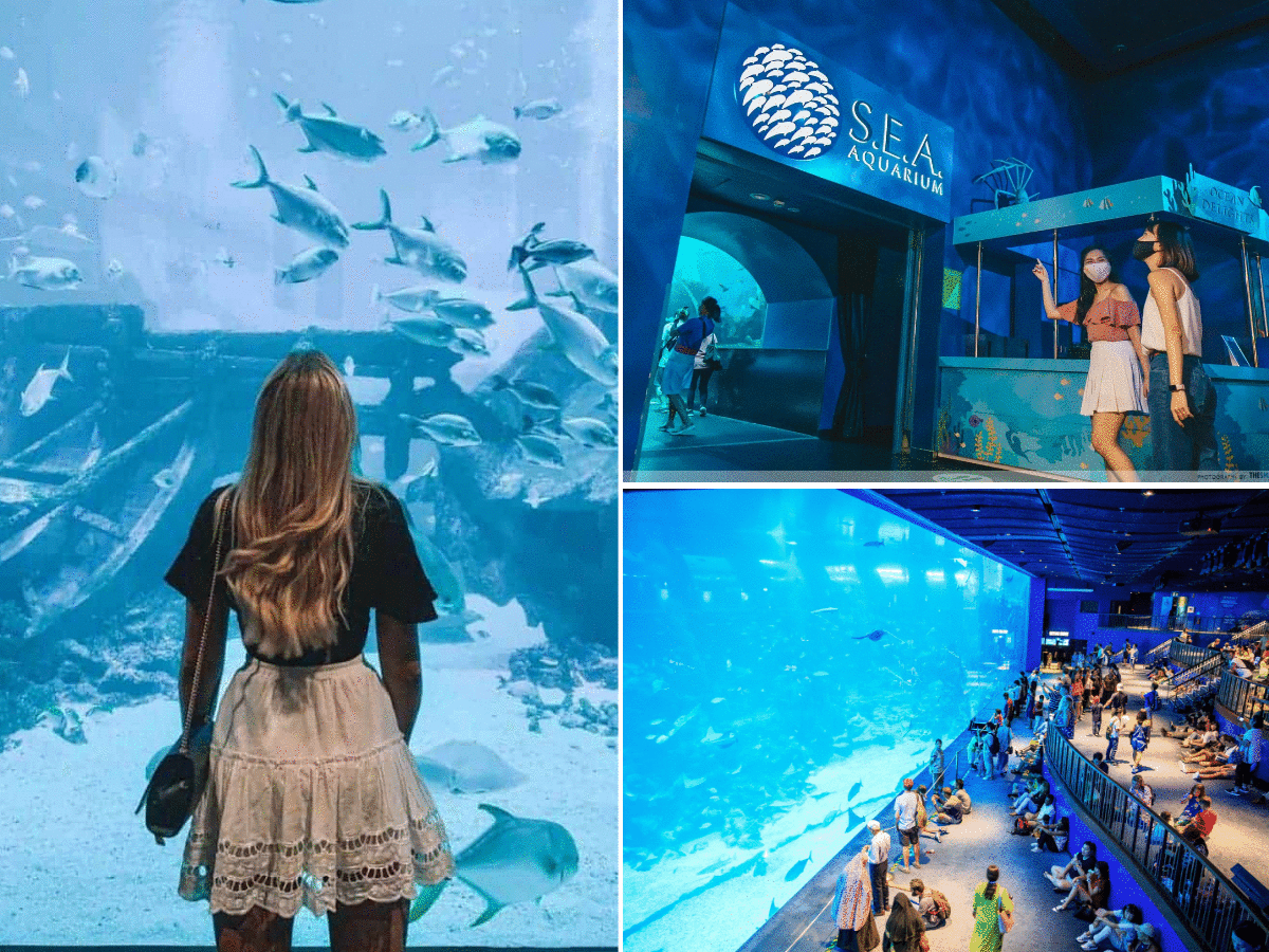  SEA Aquarium Singapore 2 1